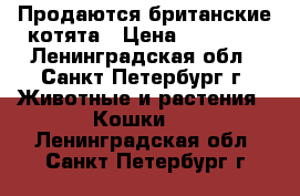 Продаются британские котята › Цена ­ 10 000 - Ленинградская обл., Санкт-Петербург г. Животные и растения » Кошки   . Ленинградская обл.,Санкт-Петербург г.